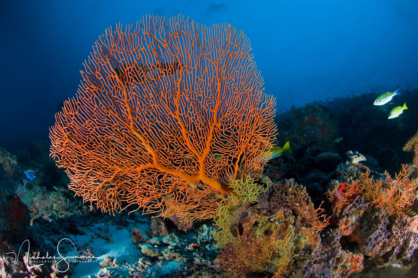 MALDIVES – Underwater Photography