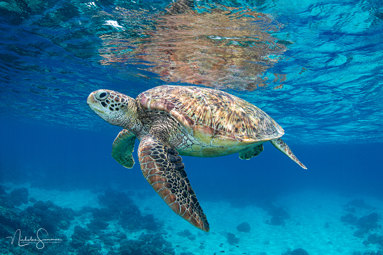 PHILIPPINES – Underwater Photography