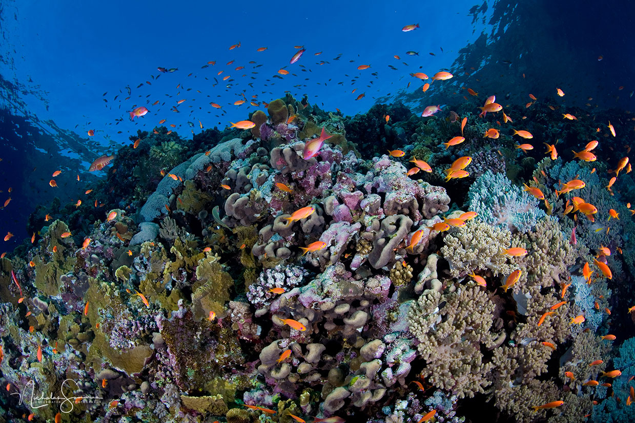 SOUTHERN RED SEA – Underwater Photography
